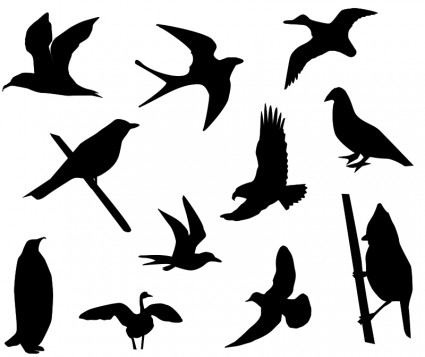 silhouette d'oiseaux