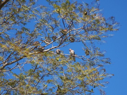 새 들이 나무에 앉아