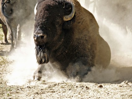 bisonte bufalo mammifero