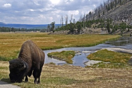 bisonte pascolano animali