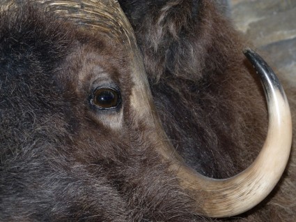 mamífero cabeza de bisonte