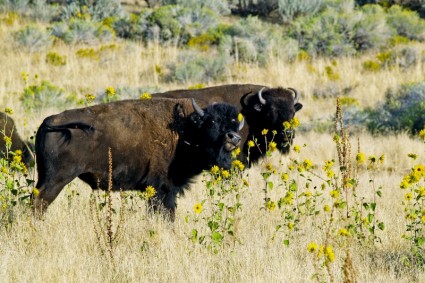 animale della fauna selvatica di bisonte
