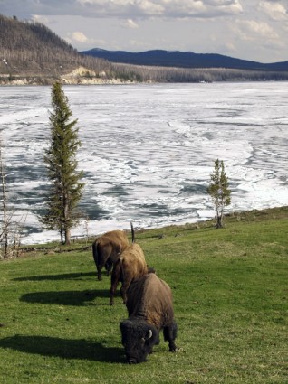 Bison-Winter-Yellowstone-Nationalpark