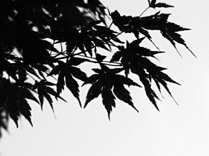 Schwarz Amp weiß des Blätter-Zweiges