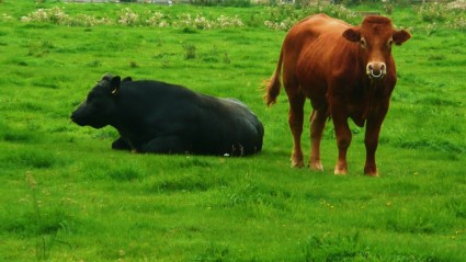 瀝青と茶色の牛
