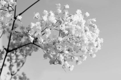 黑色和白色的花