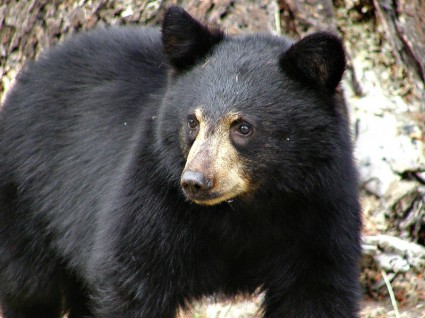 mamífero oso negro
