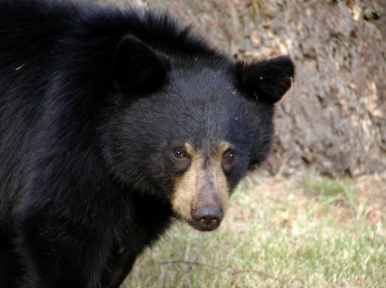animais de vida selvagem urso preto