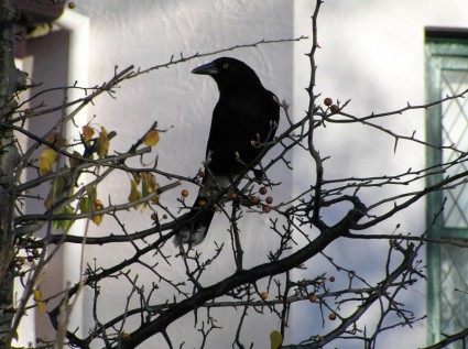 oiseau noir