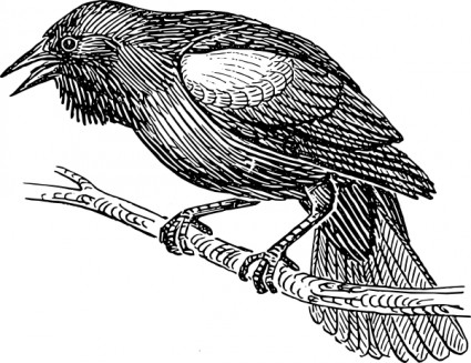 clipartów czarny ptak
