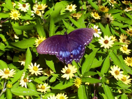 schwarze Schmetterling auf den Blumen