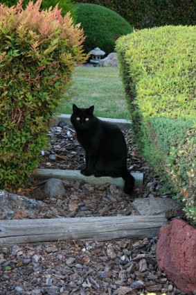 gatto nero nel giardino