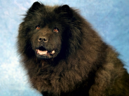schwarze Chow-Chow Tapete Hunde Tiere