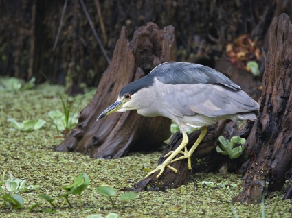 đen trao vương miện đêm heron câu cá hình nền động vật chim