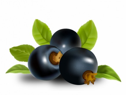 frutos de grosellero negro con hojas verdes