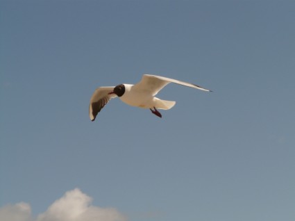 voar voo de gaivota de cabeça preta