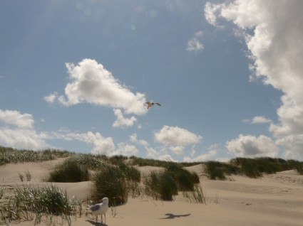 voar voo de gaivota de cabeça preta