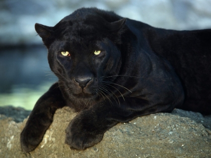 wallpaper macan tutul hitam besar kucing hewan