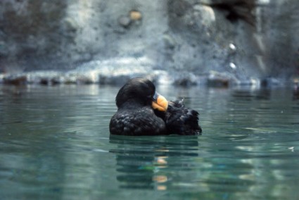 puffin đen