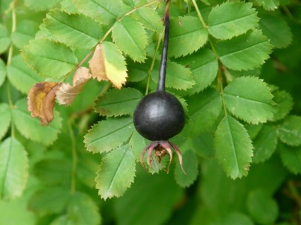 黒いローズ ヒップ ローザ pimpinellifolia ローズヒップ