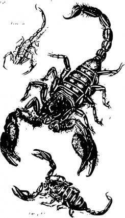 ClipArt scorpioni neri