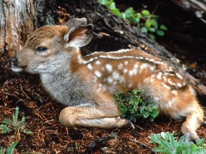 Black Tailed Deer Fawn Wallpaper Baby Animals Animals