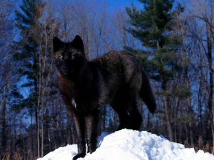 serigala hitam di salju wallpaper serigala hewan