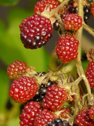 ผลไม้ครบ blackberries