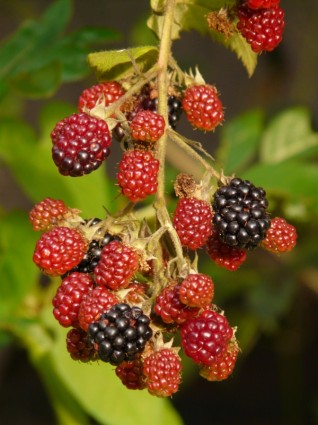las moras frutas berries