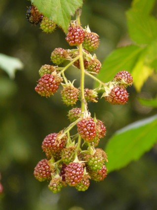 Brombeeren-Rubus Sectio Rubus Beeren