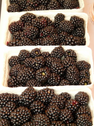 黑莓懸鉤子等型材懸鉤子屬漿果