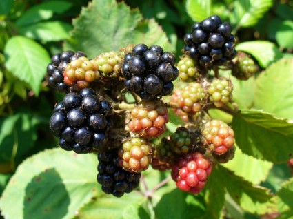fruta de amoras de Blackberry