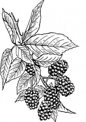 黑莓剪貼畫