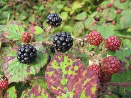 黑莓果實的森林水果