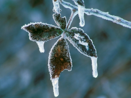 BlackBerry daun dilapisi di es wallpaper musim dingin alam