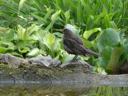 Blackbird burung burung