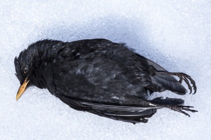 ฤดูหนาวนก blackbird