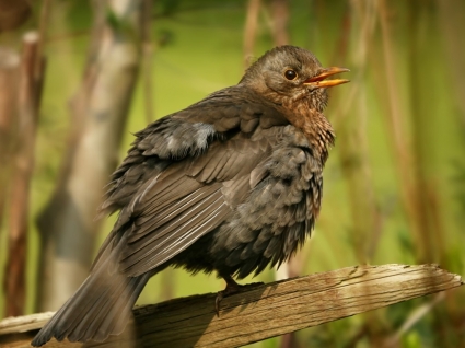 Blackbird tỷ hình nền chim động vật