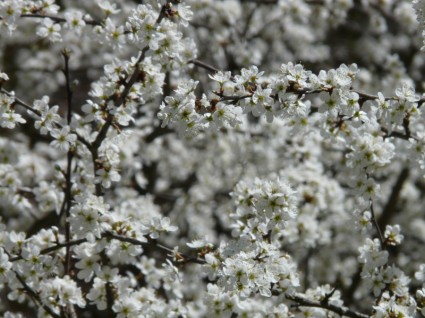 Blackthorn Prunus Spinosa Hecke