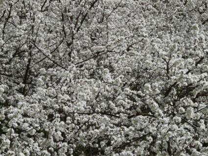 Blackthorn Prunus Spinosa Hedge