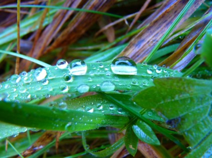 点滴草のブレードは、水をドロップします。