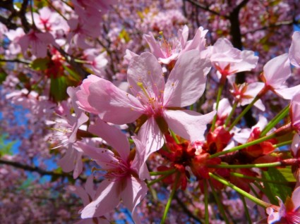 flor de sangre ciruelo prunus cerasifera