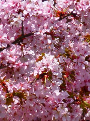 flor de cerasifera sangue ameixa prunus