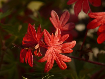 coloration rouge sanglante Geranium