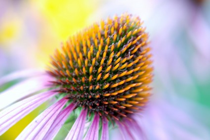 Bloom Colorful Coneflower