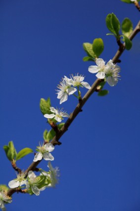 rama del árbol de flor Manzano