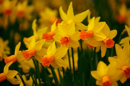 Цветущая daffodils