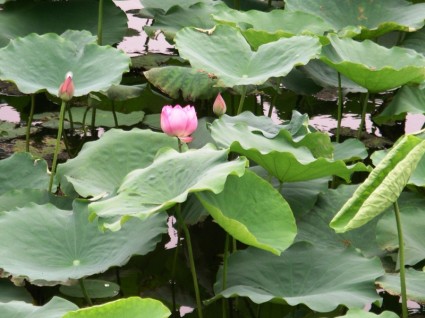 mekar lotus