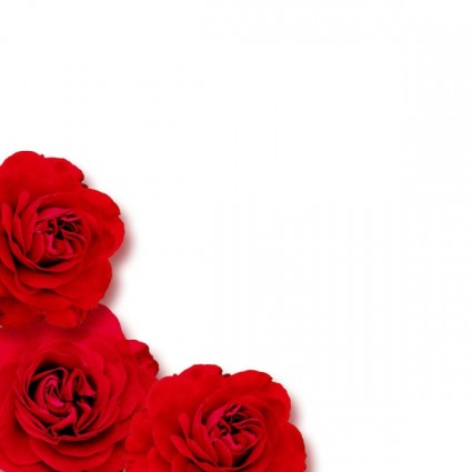 Цветущие красные розы изображения hd