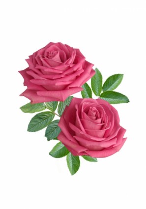 盛开的红玫瑰高清图片